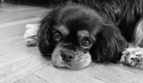 Molly
